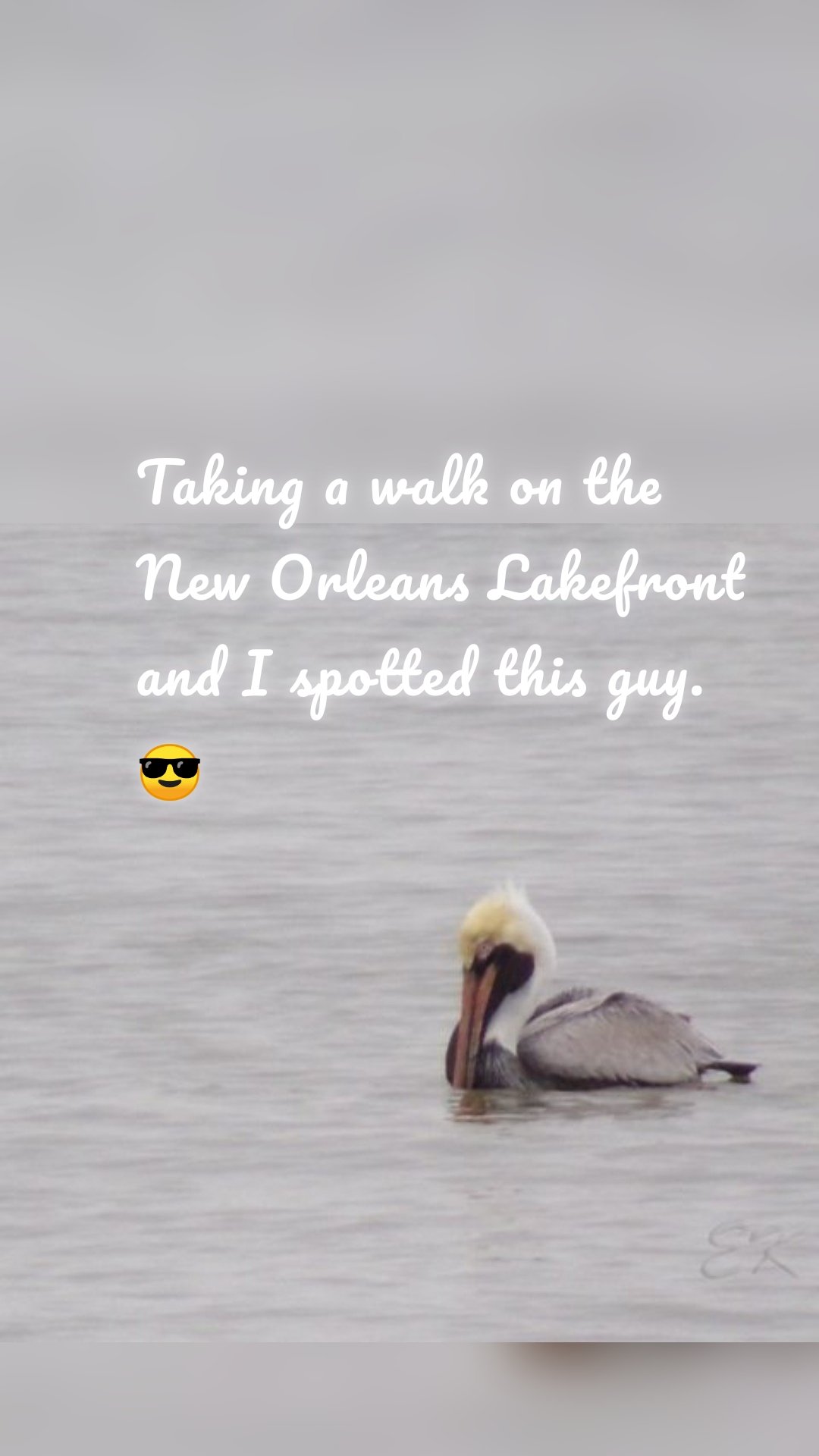 Taking a walk on the New Orleans Lakefront and I spotted this guy. 😎